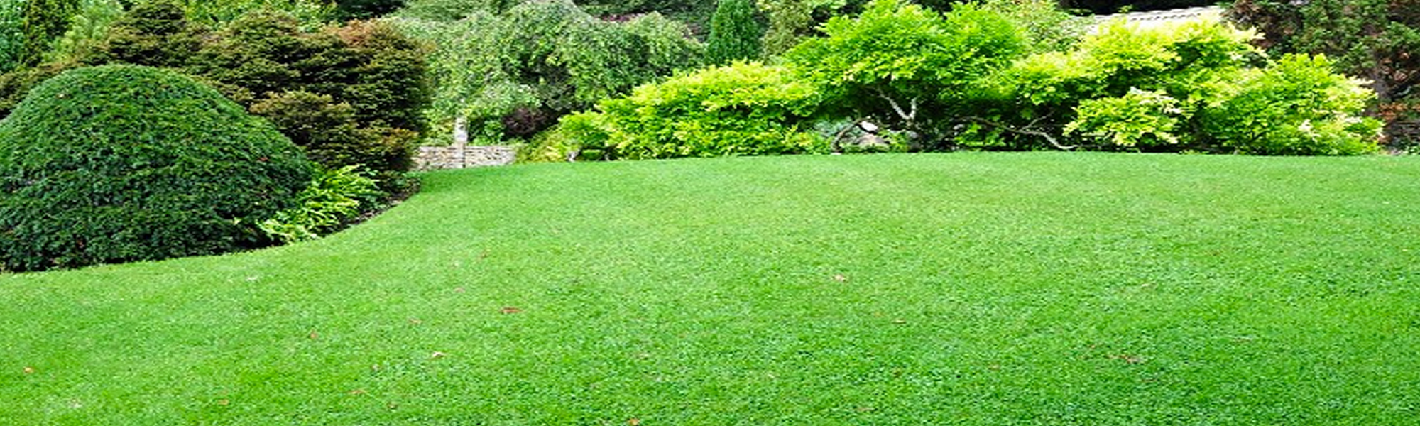 Lawn